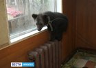 Медвежонок. Фото «Вести—Иркутск»