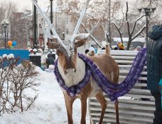 Открытие главной городской елки в Иркутске. Фото Владимира Смирнова.