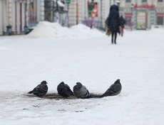 Утро нового года