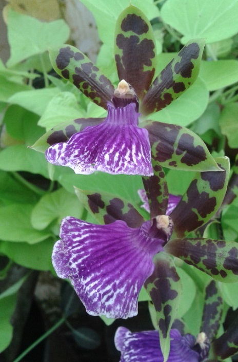 Камбрия