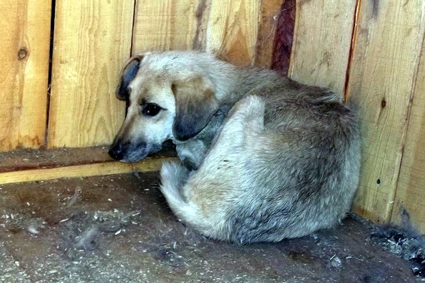 Собака в приюте. Фото vk.com/org.zemljane