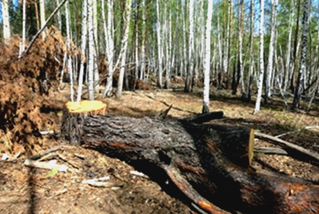 Вырубка леса. Фото ГУ МВД России по Иркутской области