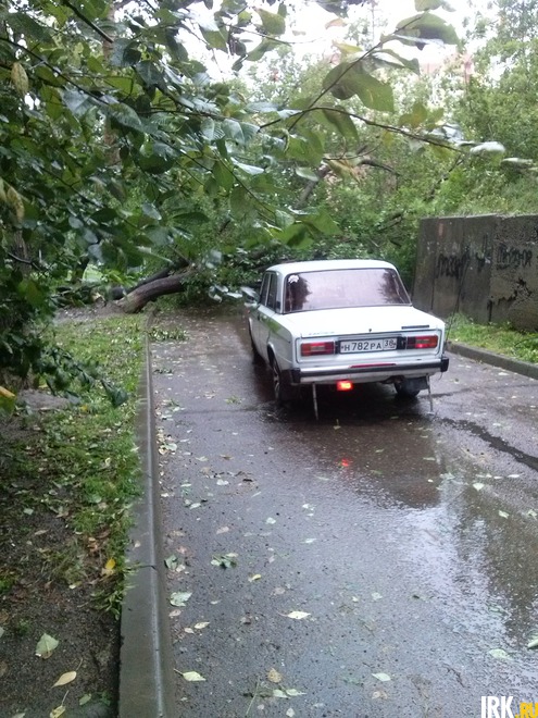 Два тополя упало во дворе дома 21 на улице Рябикова. Фото прислала Анна Золтавина