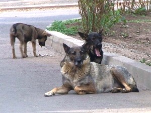 Бездомные собаки. Фото «АС Байкал ТВ»