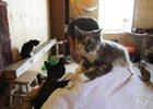 Ветеринар в приюте. Фото со страницы «Томасины» во «ВКонтакте»