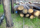 Вырубленные деревья. Фото пресс-службы ГУ МВД России по Иркутской области