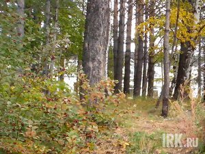 В лесу. Фото IRK.ru