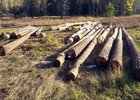 Срубленные деревья. Фото с сайта 38.mvd.ru