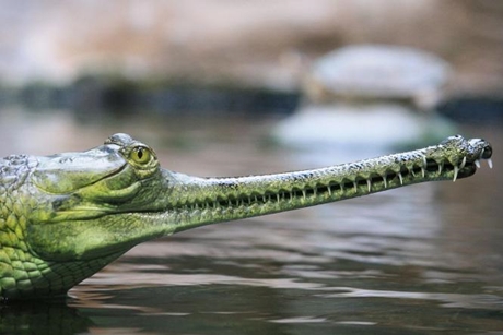 Гавиаловый крокодил. Фото предоставлено иркутской зоогалереей