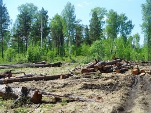 Срубленные деревья. Фото с сайта 38.mvd.ru
