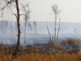 В лесу. Фото пресс-службы ГУ МЧС России по Иркутской области