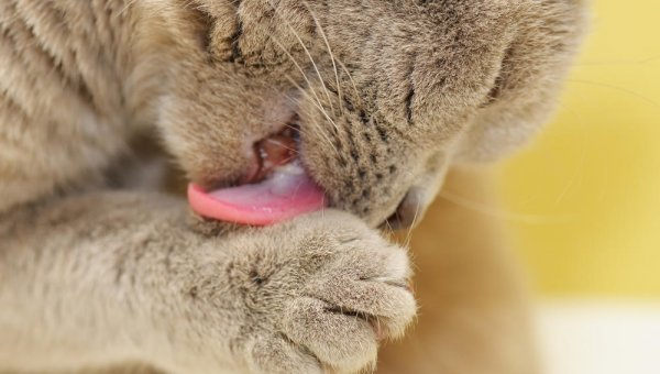 Зачем умывается кошка? | Блоги | Новости Иркутска: экономика, спорт,  медицина, культура, происшествия