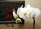 Орхидея. Фото ИОКМ