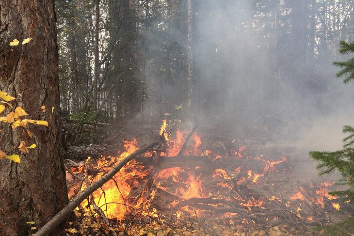 Лесной пожар в Усть-Кутском районе. Автор фото — Никита Пятков