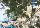Дерево, пораженное горностаевой молью. Фото «Вести-Иркутск»