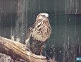 Канюк-зимняк встречается в России как гнездовой обитатель побережья Северного ледовитого океана. У этой птицы сломано крыло.