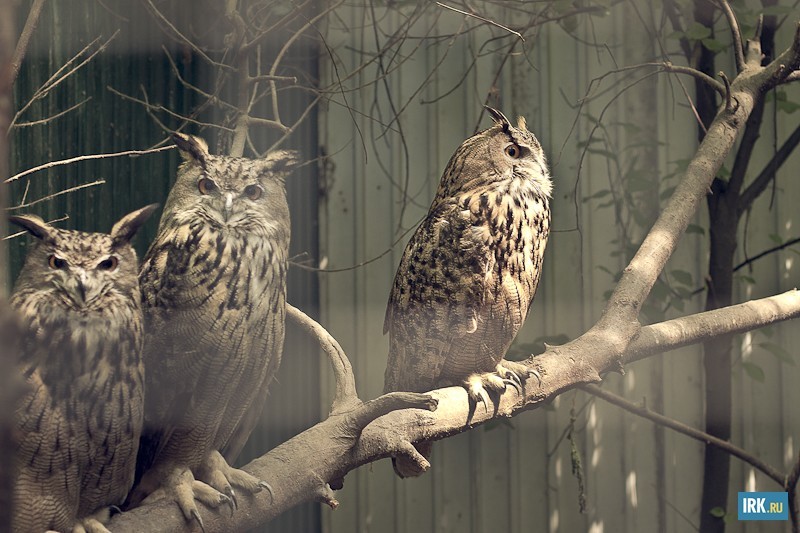 Филины живут в лесу недалеко от Иркутска. Когда птицы пересекают Ангару, часто их прижимают к воде и топят вороны. Это увидели рыбаки. Так в зоогалерею попали две птицы