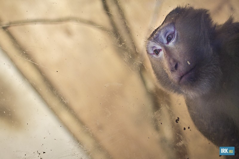 Макак свинохвостый по кличке Данил выкуплен из закрывающегося микрозоопарка «Голубая канарейка». Любит девушек, с удовольствием «заигрывает»
