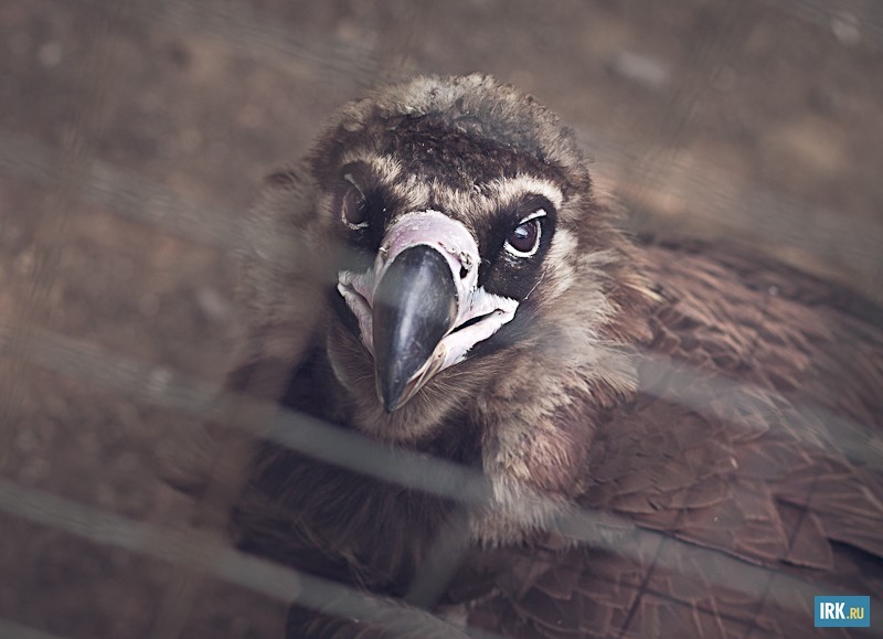 В зоогалерее живет черный гриф