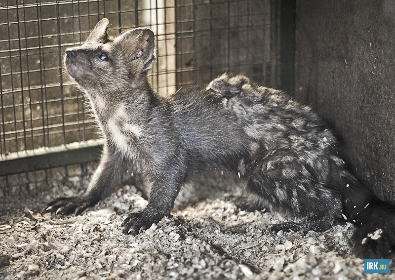 Соболь — характерный обитатель сибирской тайги. Сейчас у него период линьки