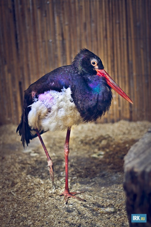 Черный аист занесен в «Красную книгу» России. Обитает в лесной зоне Евразии, стараясь избегать людей, поэтому его образ жизни изучен слабо