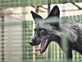 В зоогалерее живет целая семья серебристо-черных лис, привезенных из московского зоопарка