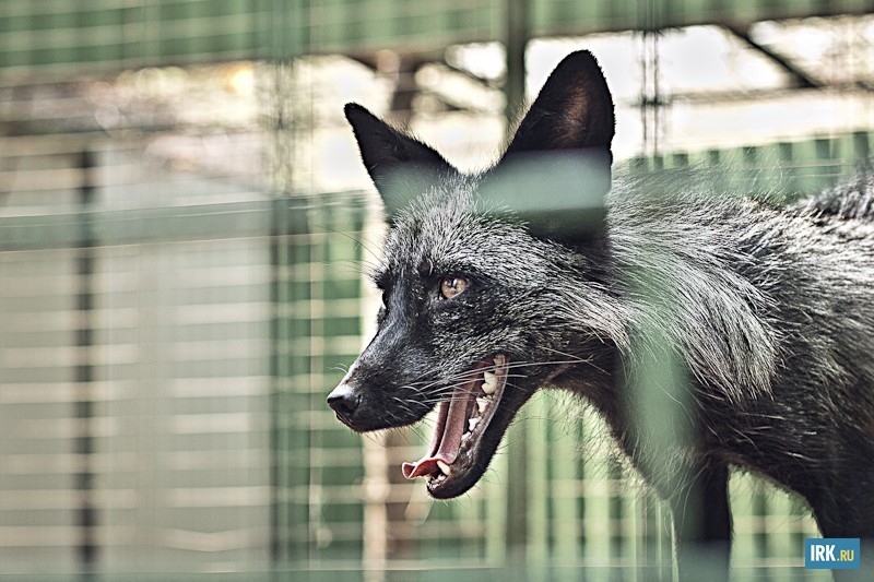 В зоогалерее живет целая семья серебристо-черных лис, привезенных из московского зоопарка