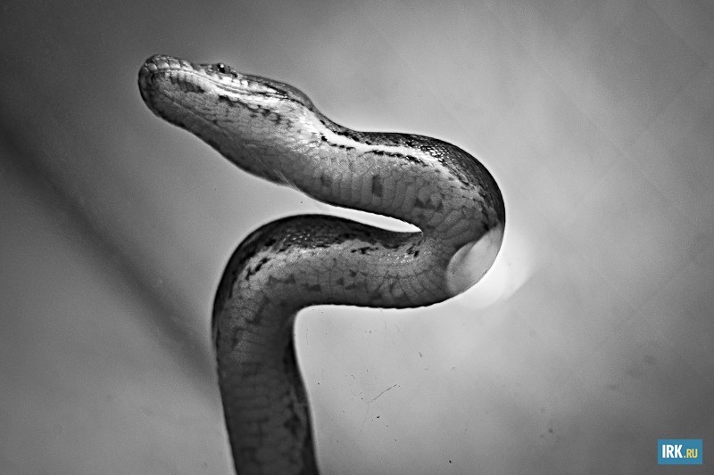 Этот питон — один из самых крупных представителей змей