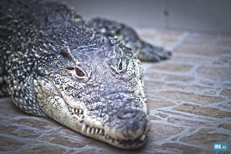 В зоогалерее проживают два крокодила. Этот вид, кубинский крокодил, возможно, самый «умный» среди представителей крокодилов. Встречается только на некоторых островах Кубы