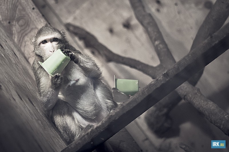 По словам сотрудников галереи, бывшая фотомодель капризна и непредсказуема. Часто ведет себя агрессивно