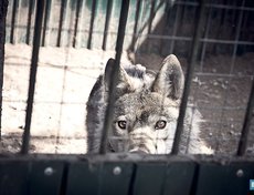 Волк Джокер — очень умный и ответственный. Воспитал щенят одной из живущих в зоогалерее собаки