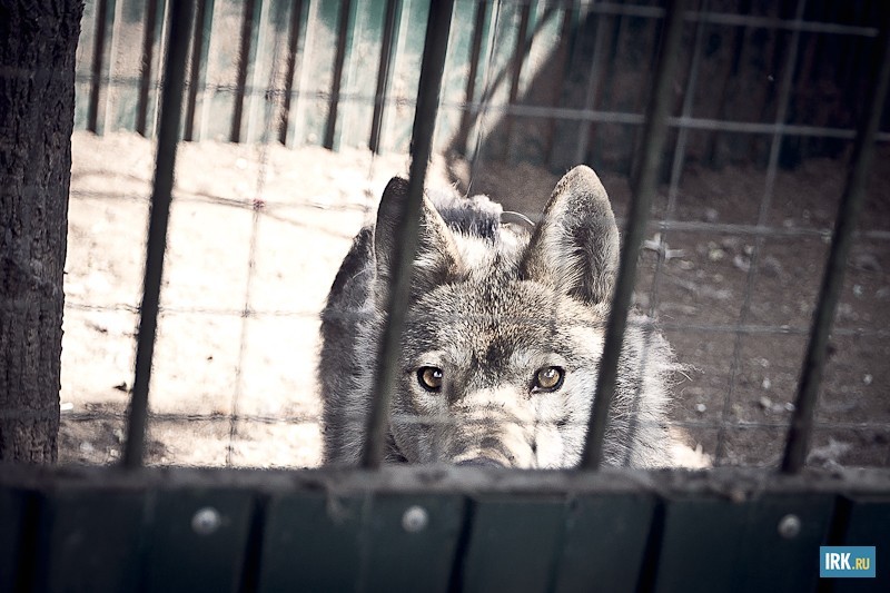 Волк Джокер — очень умный и ответственный. Воспитал щенят одной из живущих в зоогалерее собаки