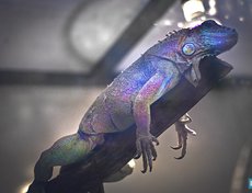 Зеленые игуаны во многих странах мира, в том числе и в России, пользуются большой популярностью в качестве экзотического домашнего животного. Тем не менее, их содержание требует правильного и тщательного ухода