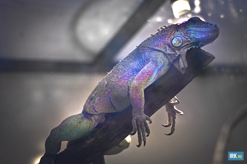 Зеленые игуаны во многих странах мира, в том числе и в России, пользуются большой популярностью в качестве экзотического домашнего животного. Тем не менее, их содержание требует правильного и тщательного ухода
