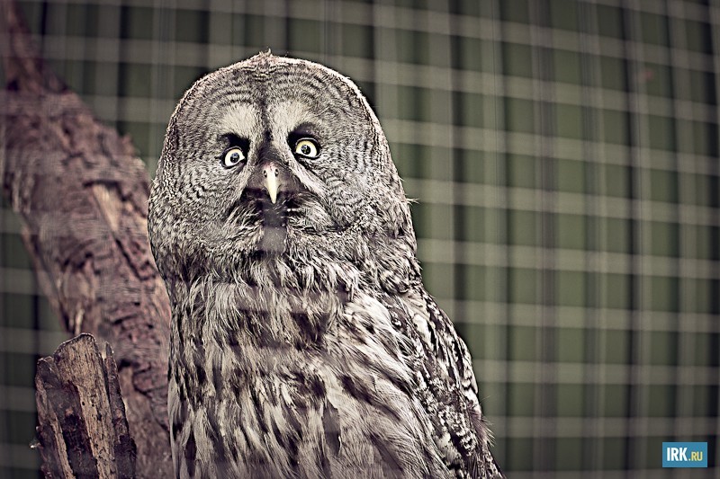 Неясыть бородатая — опасная для человека птица. Ночной хищник обитает в нашем регионе и считается самой агрессивной разновидностью сов