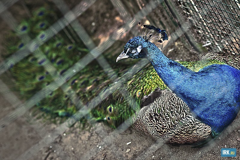 В зоогалерее можно увидеть настоящего павлина