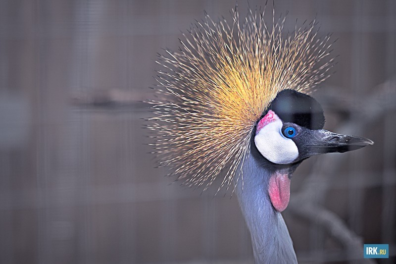 Эта птица с очень интересной «прической» — венценосный журавль. В некоторых западно-африканских странах, таких, например, как Мали, существует традиция содержания этих птиц в домашних условиях