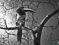 Черношейный арасари — семейство птиц отряда дятлообразные. Клюв этой птицы, несмотря на свои размеры, не настолько тяжел, как кажется, из-за наличия в нем воздушных полостей