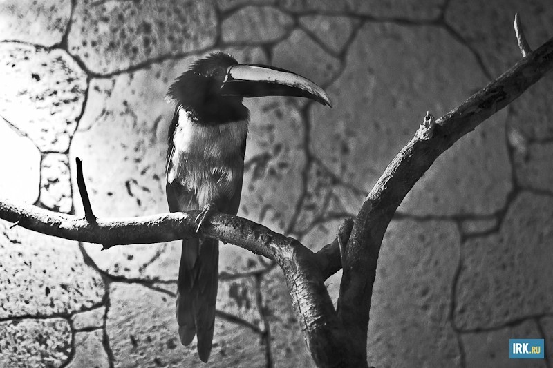 Черношейный арасари — семейство птиц отряда дятлообразные. Клюв этой птицы, несмотря на свои размеры, не настолько тяжел, как кажется, из-за наличия в нем воздушных полостей