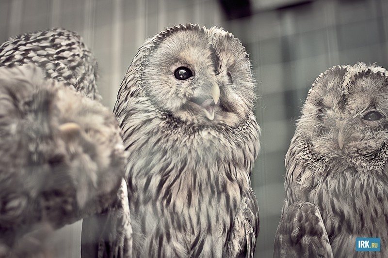 Неясыть длиннохвостая — крупная сова. В состоянии съесть белку, рябчика и тетерева