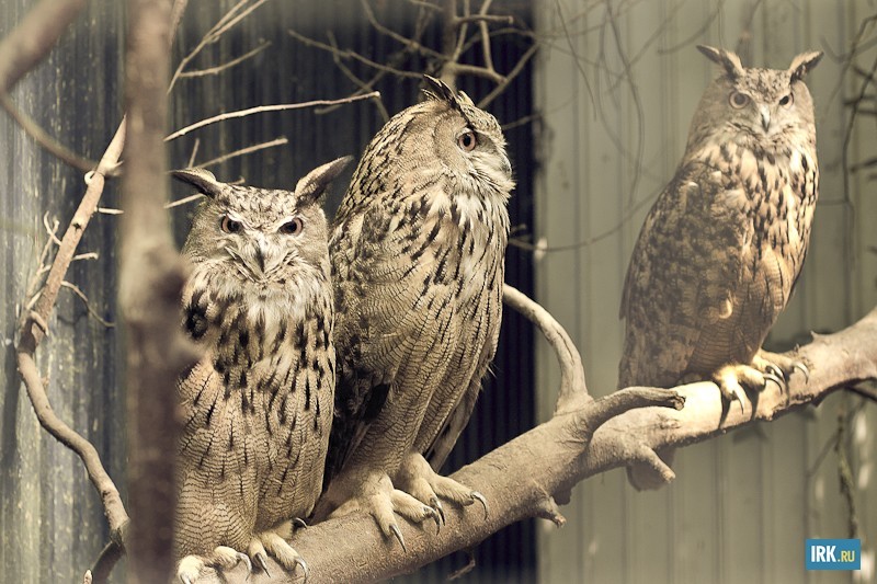 Третью сняли с крыши вагона на станции Батарейная. Филин сидел, не реагируя ни на что. Видимо, собирался куда-то ехать