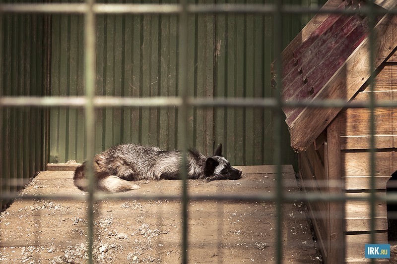 Серебристо-черная лиса. Обитает на территории Северной Америки