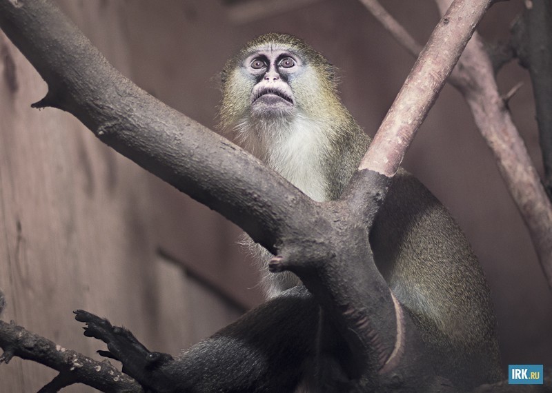 Данил — гибридная мартышка