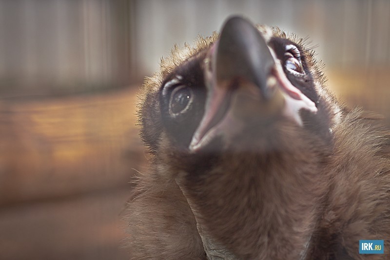 Гриф — оседлая птица гор и предгорий. Обитает в Южной Европе, Северной Африке, Центральной Азии. Кормится падалью