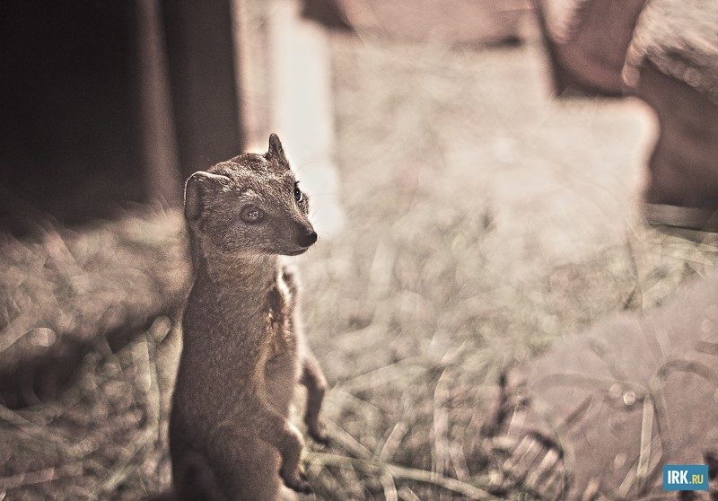 Желтый мангуст