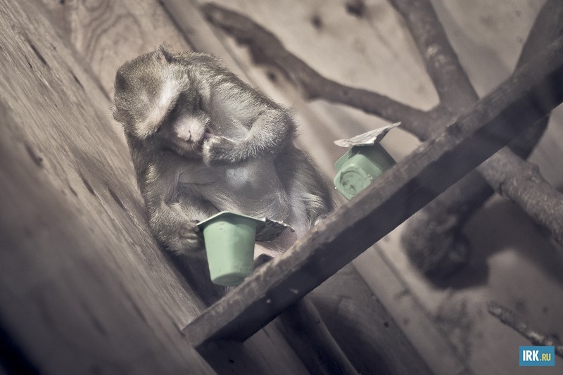 Красавица по кличке Джина несколько лет работала фотомоделью, передана из микрозоопарка «Голубая канарейка» после его закрытия