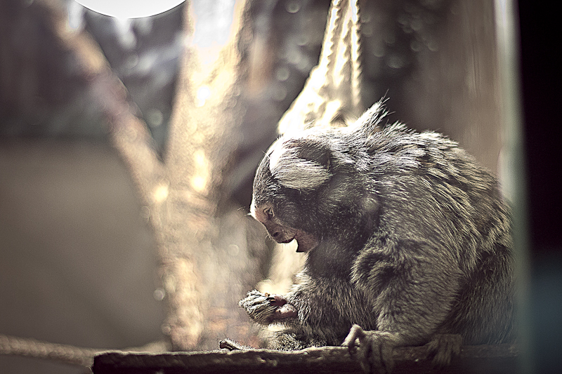 Белоухая игрунка