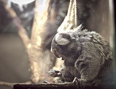 Белоухая игрунка