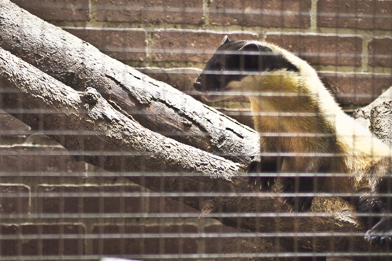 Харза — желтая куница. Может укусить