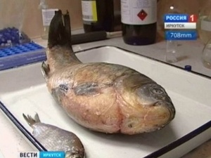 Рыба. Фото «Вести — Иркутск»